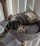 Cats for Adoption in Beaconsfield
