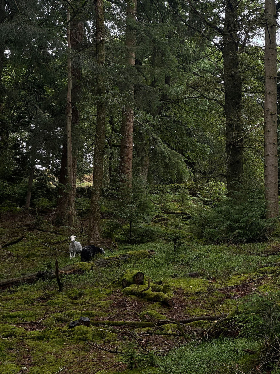 Beyond Tree Planting: Managing What You’ve Already Got