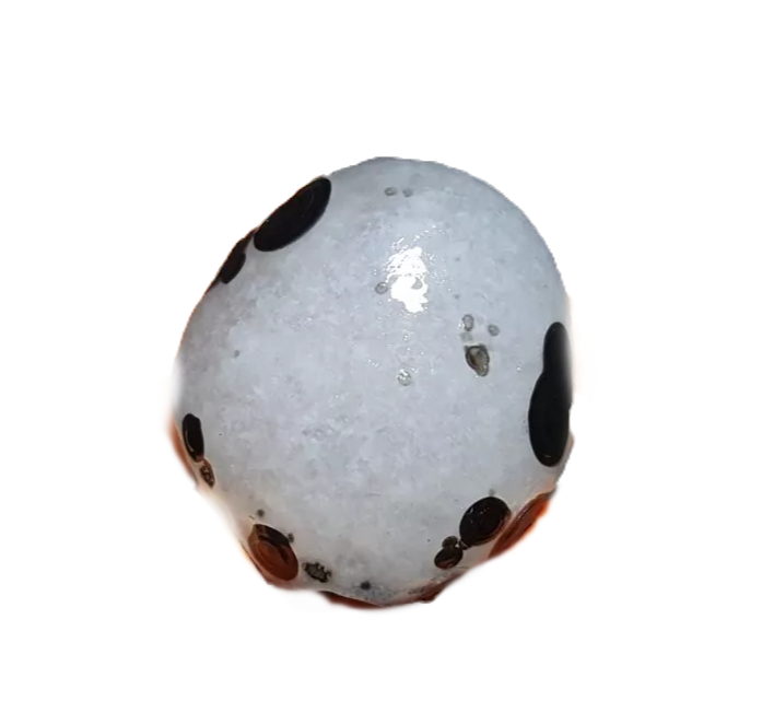 Thumbnail: Gobi Agate Black Eyes Bonsai Suiseki