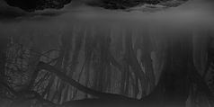 Forest_edited.jpg