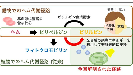 健康を科学で紐解く シリーズ69 「血液の分解産物ビリルビンは植物で作られる」