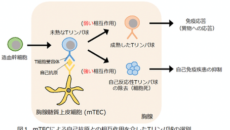 「免疫の不思議:免疫はなぜ、自己組織を攻撃しないのか」-No.306