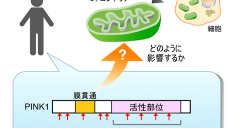 健康を科学で紐解く シリーズ28 「若年性パーキンソン病の原因遺伝子変異の新たなメカニズムを解明」