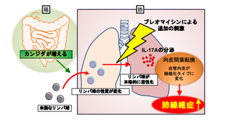 健康を科学で紐解く シリーズ239 「腸内で増えたカビが“遠く離れた肺の線維化”に与える影響を初めて解明」