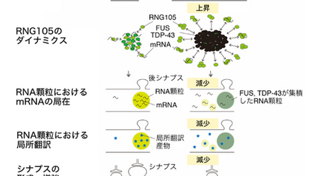 健康を科学で紐解く シリーズ122 「神経変性疾患におけるシナプス損失の一因」