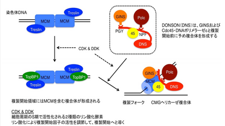 健康を科学で紐解く シリーズ130 「小頭症の病因・病態解明へ期待」
