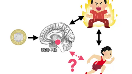 健康を科学で紐解く シリーズ254 「「意欲」を「運動する力」に繋げている中脳皮質経路」