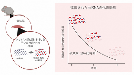 健康を科学で紐解く シリーズ161 「生体の骨格筋におけるmiRNAの生物学的半減期を解明」