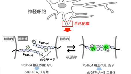 健康を科学で紐解く シリーズ129 「神経細胞の"自己認識"を世界で初めて可視化」
