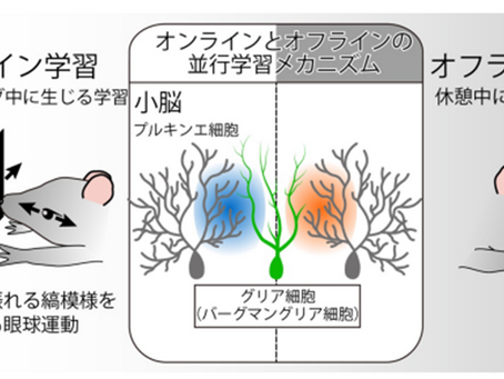 健康を科学で紐解く シリーズ106　「神経-グリア超回路による記憶制御機構の解明」