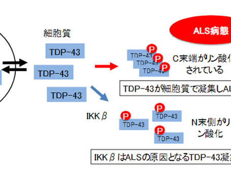 「IKKβは筋萎縮性側索硬化症(ALS)の原因タンパク質TDP-43 の凝集を選択的に抑制する」－No.288