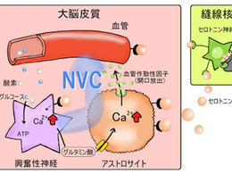 「覚醒神経であるセロトニン神経が脳血流を調節するメカニズム」－No.396