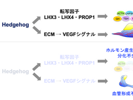 「下垂体の形成・分化を一次繊毛が制御する世界初の発見」－No.410