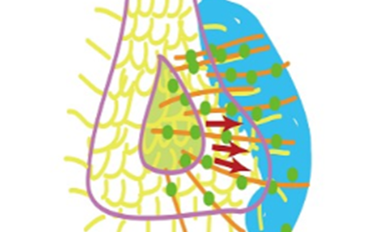 健康を科学で紐解く シリーズ118 「なぜわれわれの内臓は左右非対称なのか?」