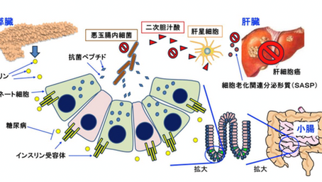 健康を科学で紐解く シリーズ258 「腸におけるインスリン作用が脂肪性肝炎を伴う糖尿病における肝細胞癌の発症を防ぐ」