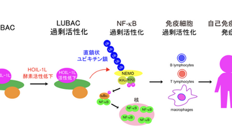 「自己免疫疾患の発症メカニズムの一端を解明」-No.308