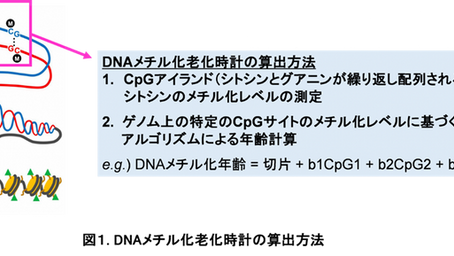 健康を科学で紐解く シリーズ192 「心肺体力維持と老化の関係を解明」