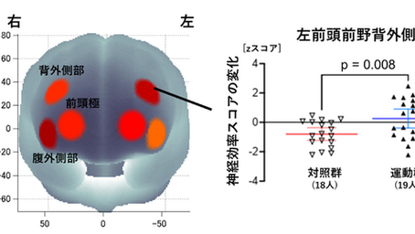 健康を科学で紐解く シリーズ87 「3カ月間の軽運動は高齢者の脳活動を効率化し、実行機能を高める」