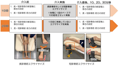 健康を科学で紐解く シリーズ188 「足首の捻挫をはじめとした足部と足首の傷害の予防に重要な腓骨筋群~