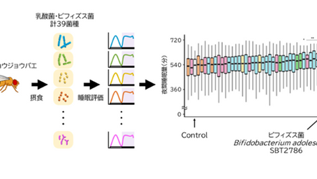 健康を科学で紐解く シリーズ13 「ビフィズス菌が睡眠を促進する」