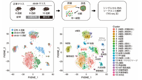 健康を科学で紐解く シリーズ264 「糖尿病発症初期の新しい分子機序を解明」