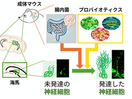 「腸内菌は脳で新しく生まれる神経細胞を正常に発達させるキープレイヤー」-No.477