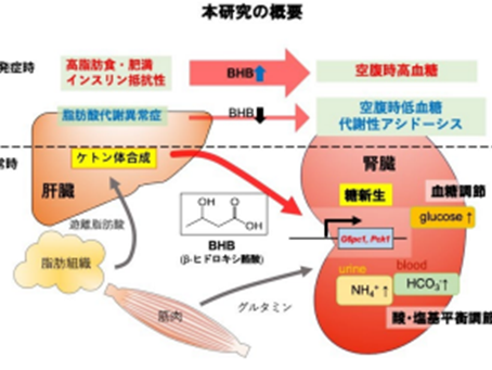 「腎臓の糖新生を制御する臓器間ネットワークを世界に先駆けて解明」－No.345
