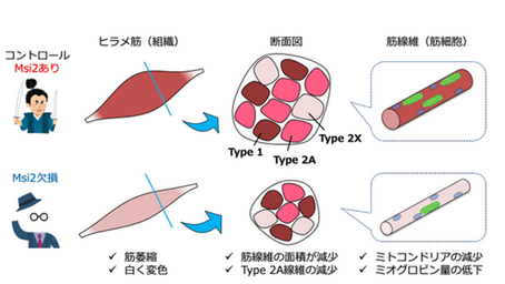 健康を科学で紐解く シリーズ186 「骨格筋の量と質を制御する新たなカギ因子を発見」