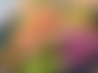 セーシェル食図鑑③「健康志向アボカドたっぷりサラダ」