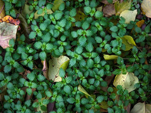 A dense low growing cluster of small toothed green leaves spreading across the ground among fallen autumn leaves