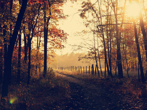 A dirt path curving through a forest of trees in autumn color, with low morning sun breaking through the branches and a wooden fence along the tree line