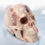 Thumbnail: Eastern Jasper w/ Labradorite Third Eye Skull