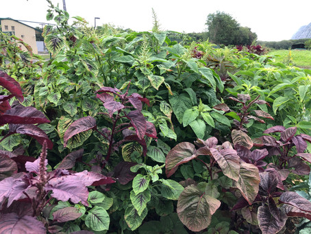 In love with leaf amaranth