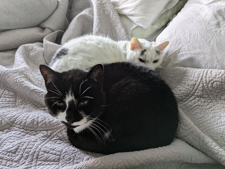 Meet the Team! (My Co-Therapists)