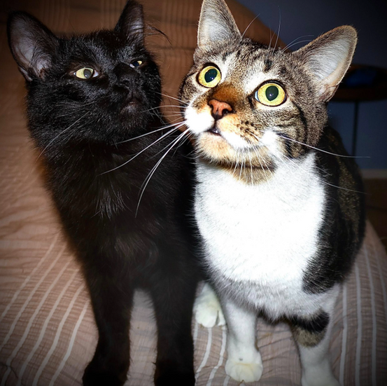 Screenshot 2025-10-09 134434