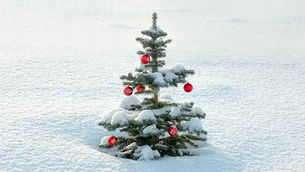 Real live Christmas tree BC