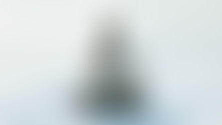 Real live Christmas tree BC