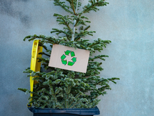Recycle Your Christmas Tree!