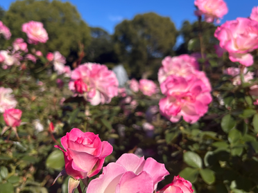 ＜　気功研究会　＞