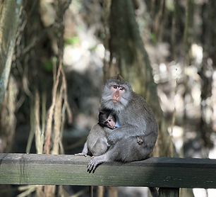 Monkey Forest.heif