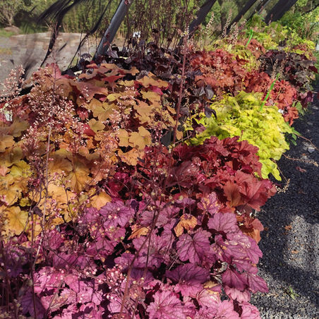 Many different colors of several heuchera plants