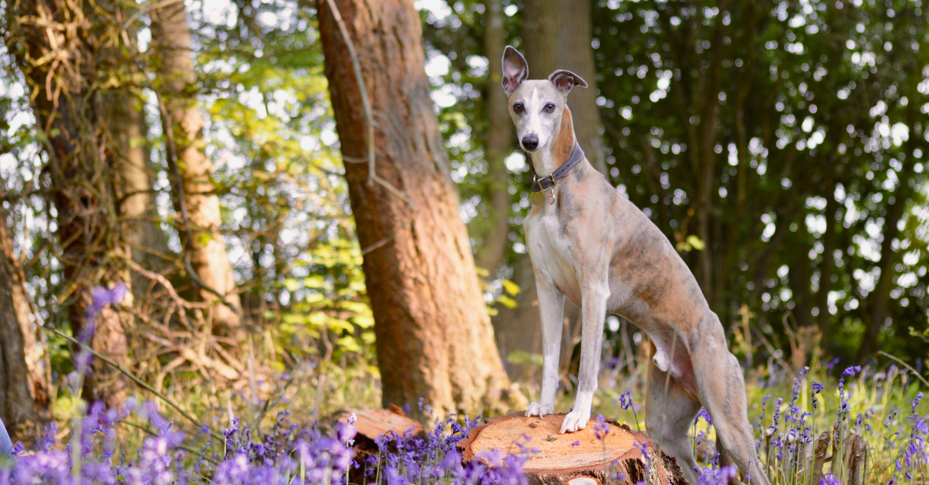 Whippet Rescue Charity Just Whippets Rescue Exeter