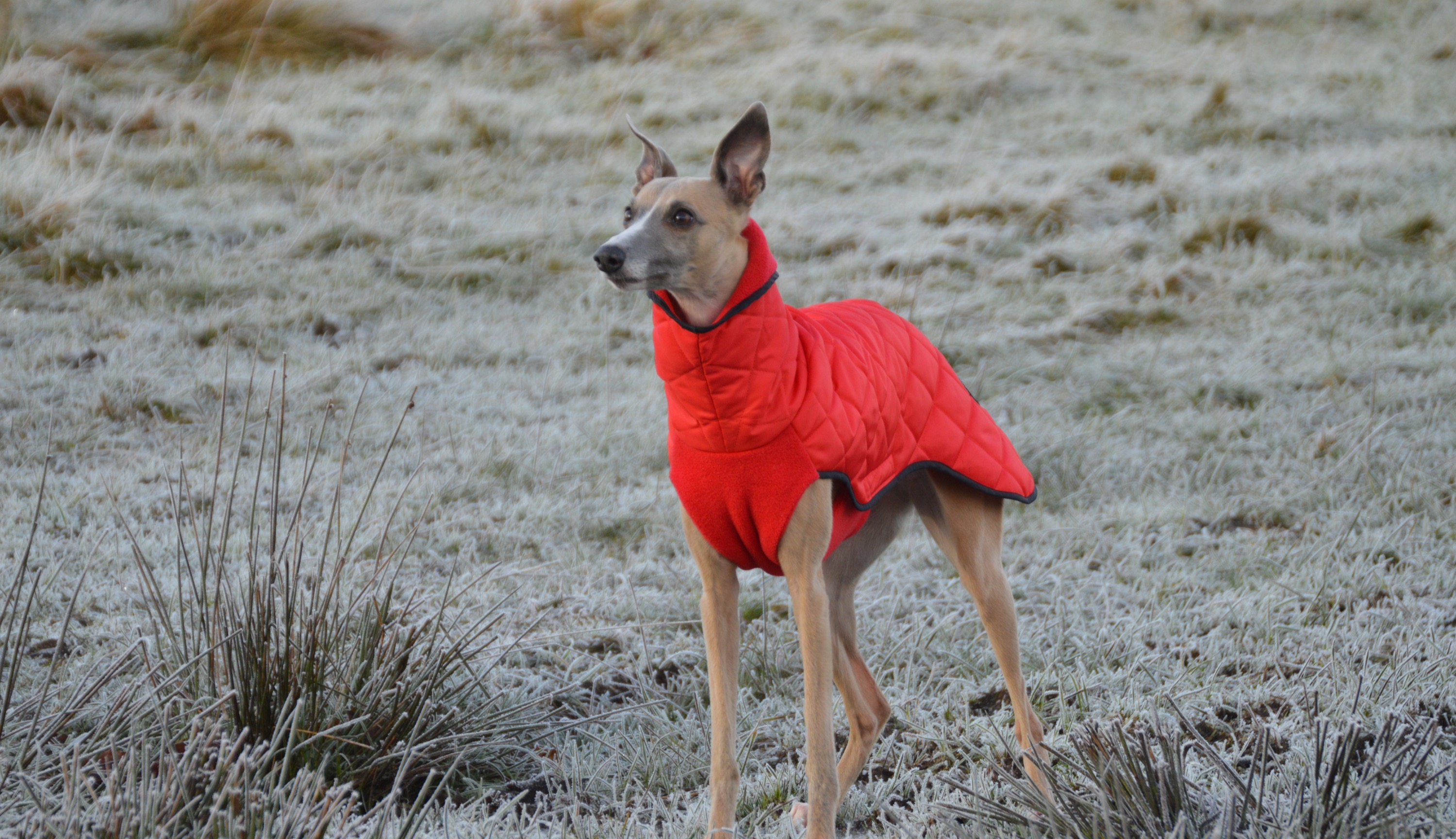 Whippet Rescue Charity Just Whippets Rescue Exeter