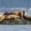 Sea Lions