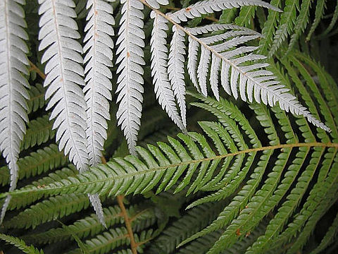 Silver Fern