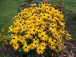 Rudbeckia fulgida ‘Goldsturm’