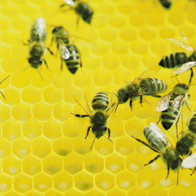 Bees at Work_edited_edited.jpg