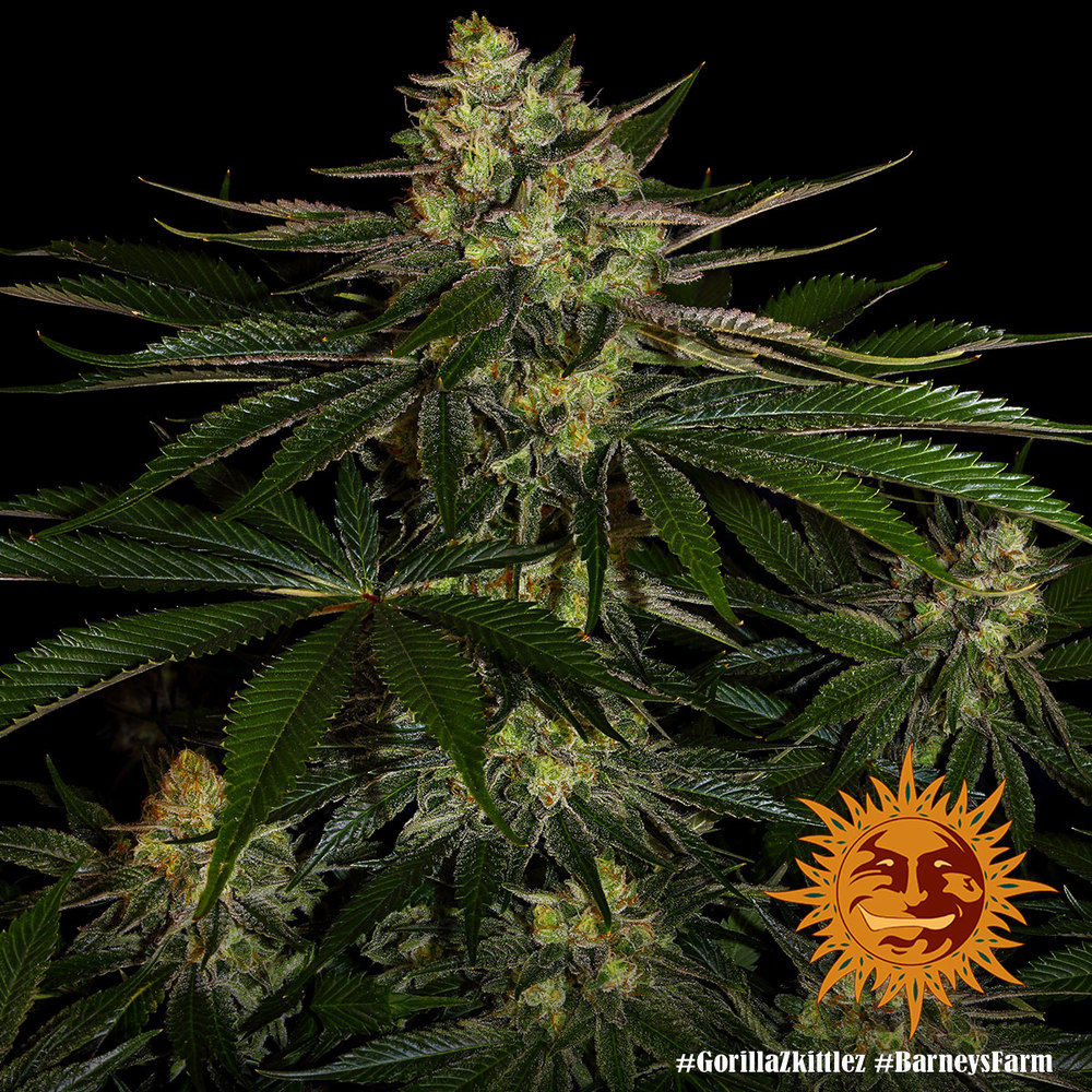 Barney´s Farm | Cannabissamen | Gorilla Zkittlez | 3 Stk.