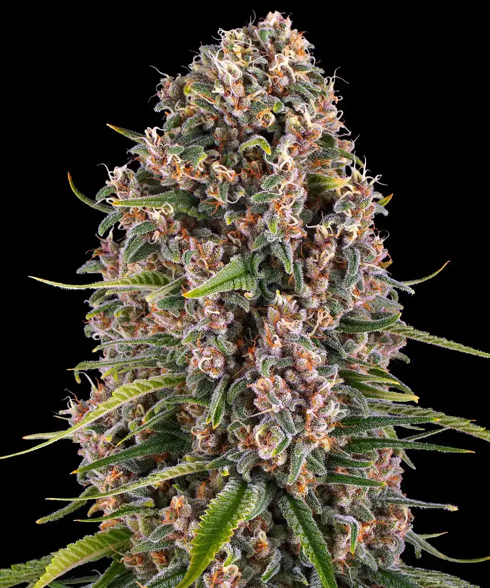 Miniaturbild: Barney´s Farm | Cannabissamen | Blue Cheese | Feminisiert | 3 Stück