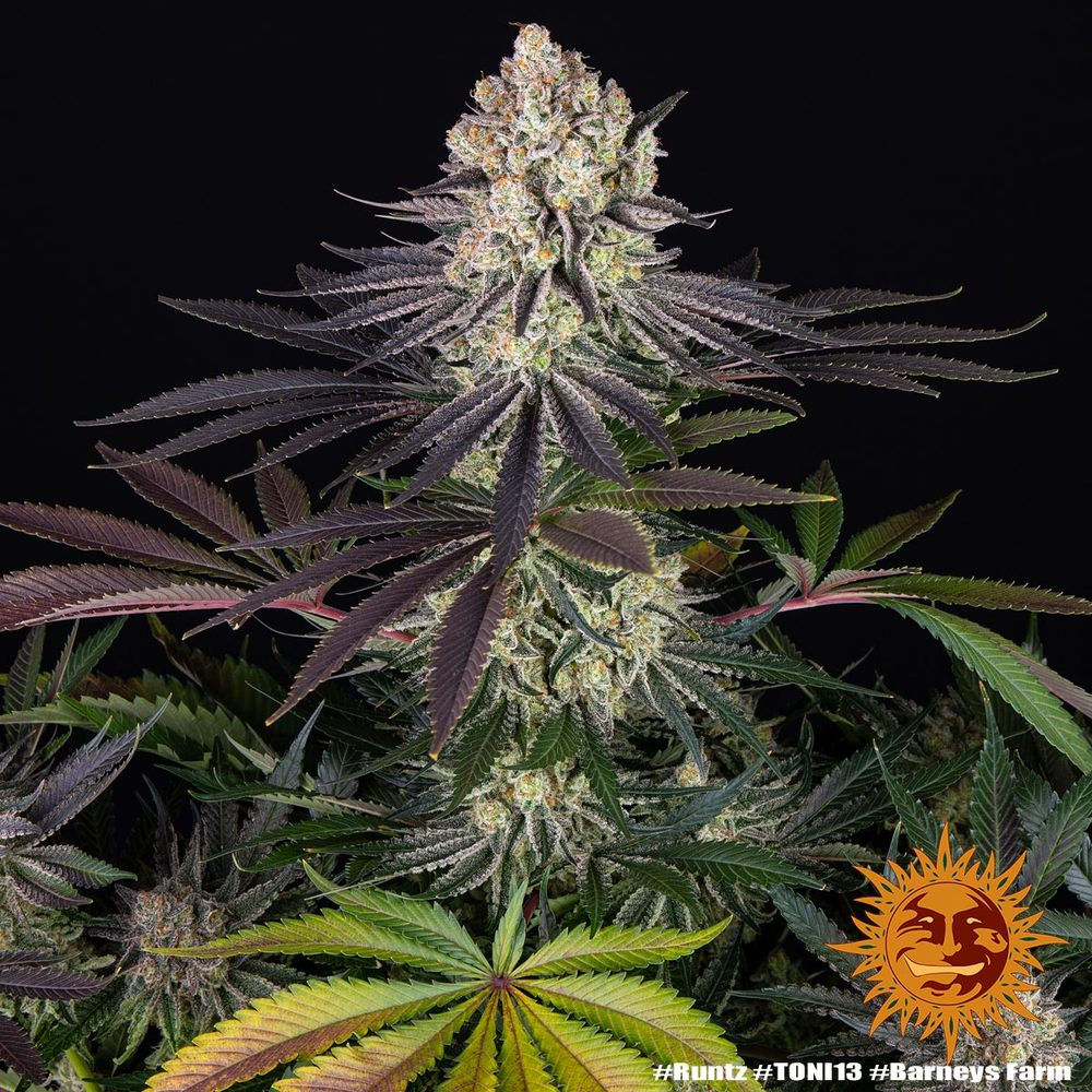 Barney´s Farm | Cannabissamen | Runtz | 3 Stk.